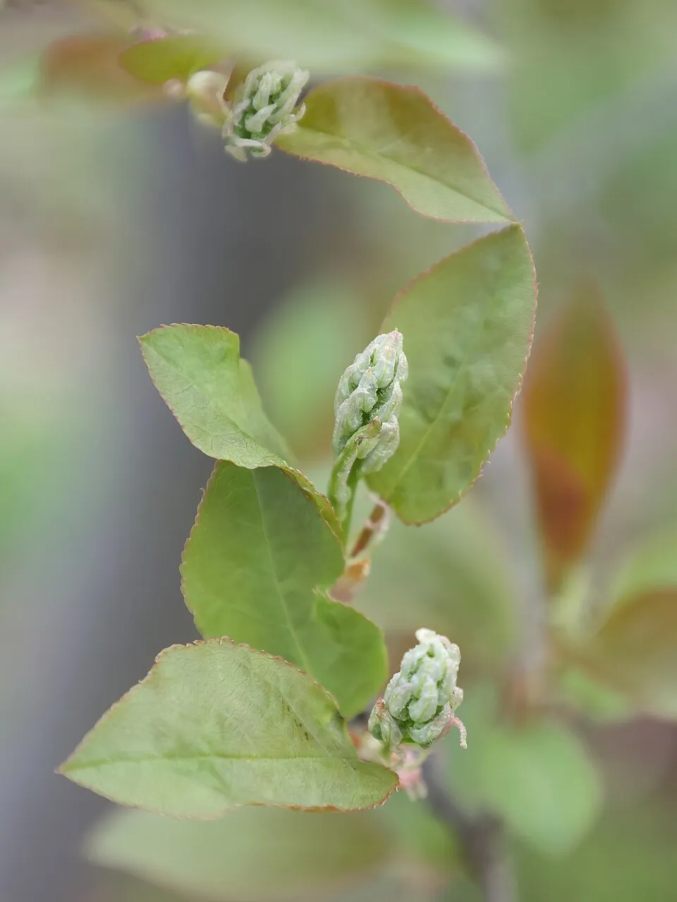 Vörös levelű májusfa / Prunus virginiana 'Schubert'