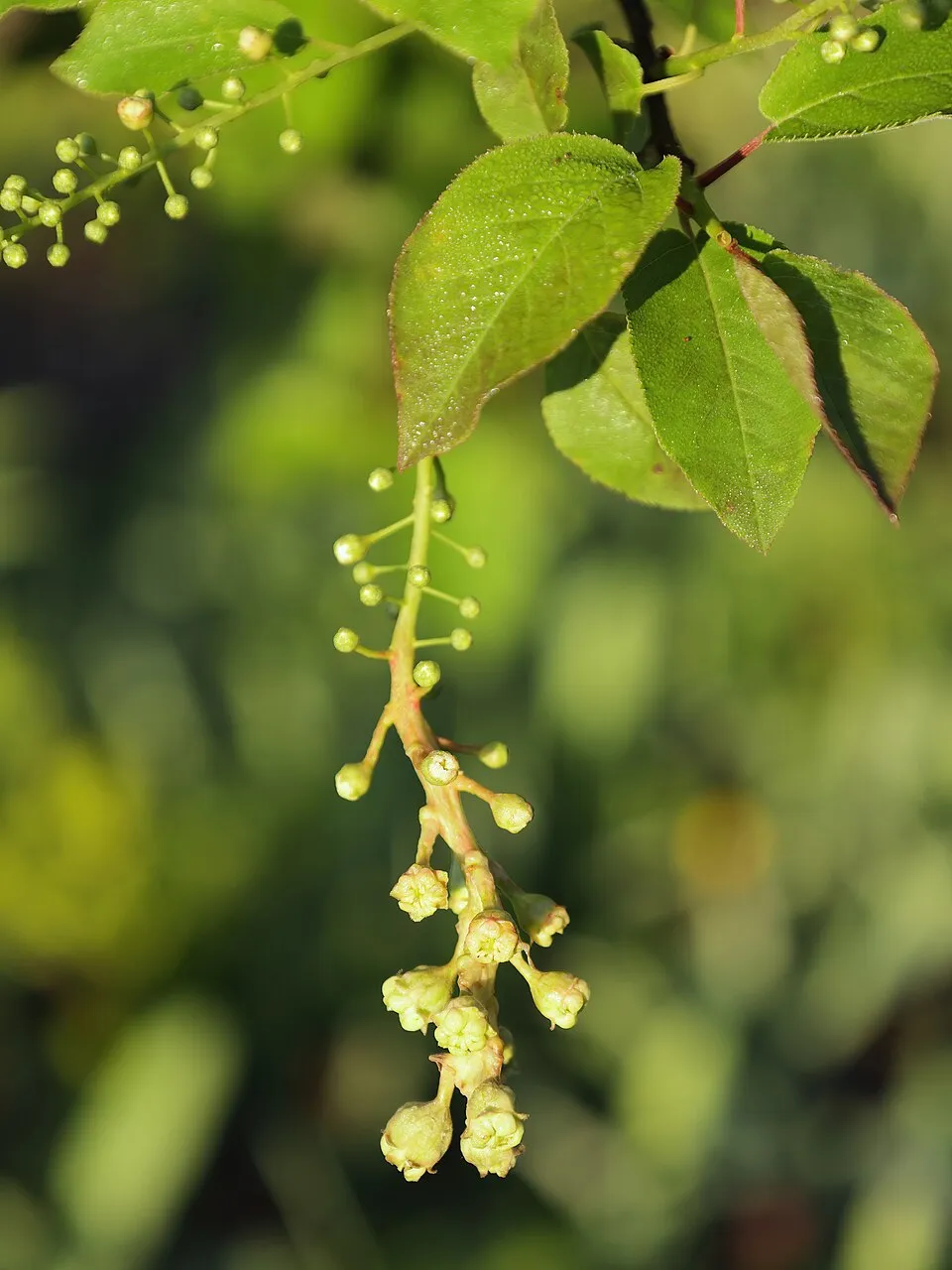 Vörös levelű májusfa / Prunus virginiana 'Schubert'
