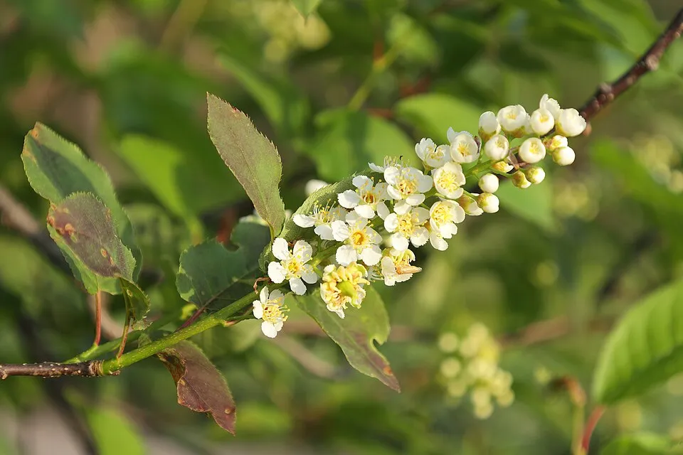 Vörös levelű májusfa / Prunus virginiana 'Schubert'