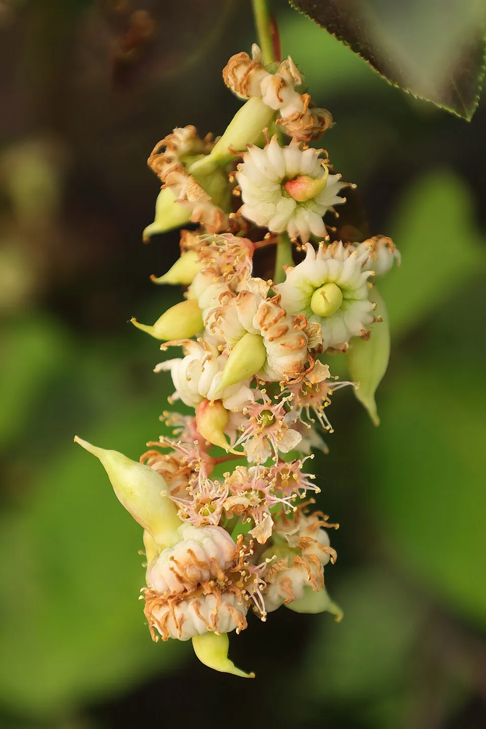 Vörös levelű májusfa / Prunus virginiana 'Schubert'