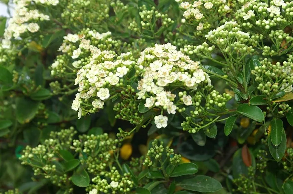 Piros bogyós tűztövis / Pyracantha 'Mohave'