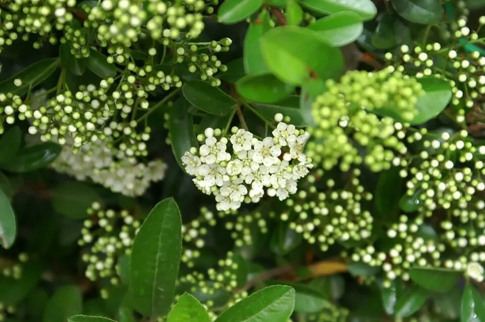Piros bogyós tűztövis / Pyracantha 'Mohave'