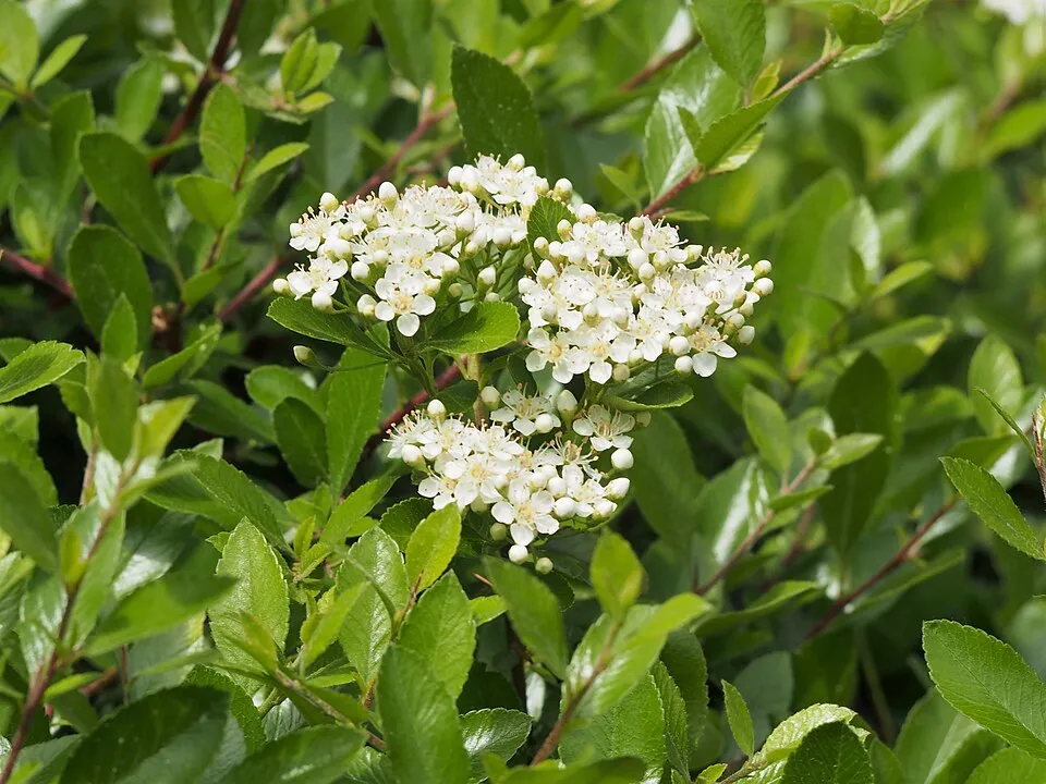 Piros bogyós tűztövis / Pyracantha 'Mohave'