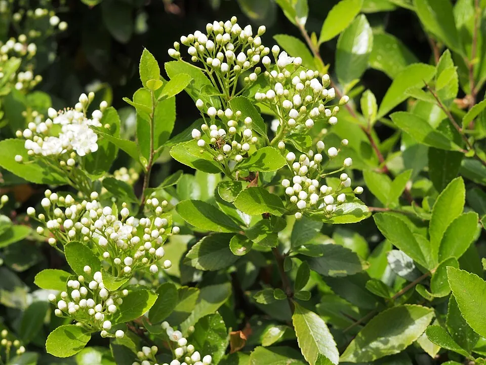 Piros bogyós tűztövis / Pyracantha 'Mohave'