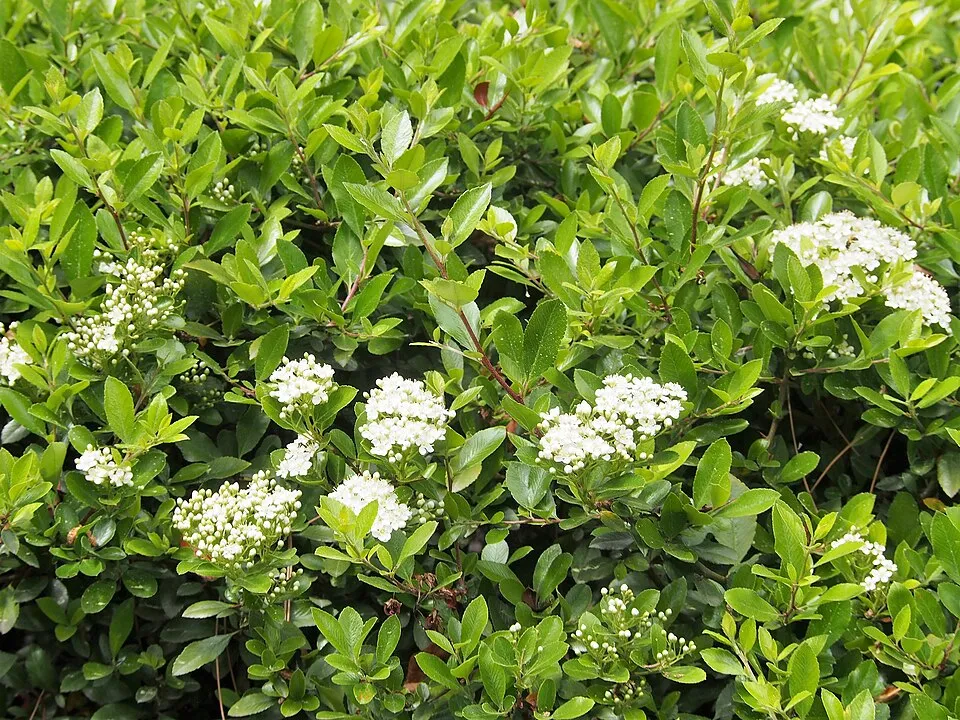 Piros bogyós tűztövis / Pyracantha 'Mohave'