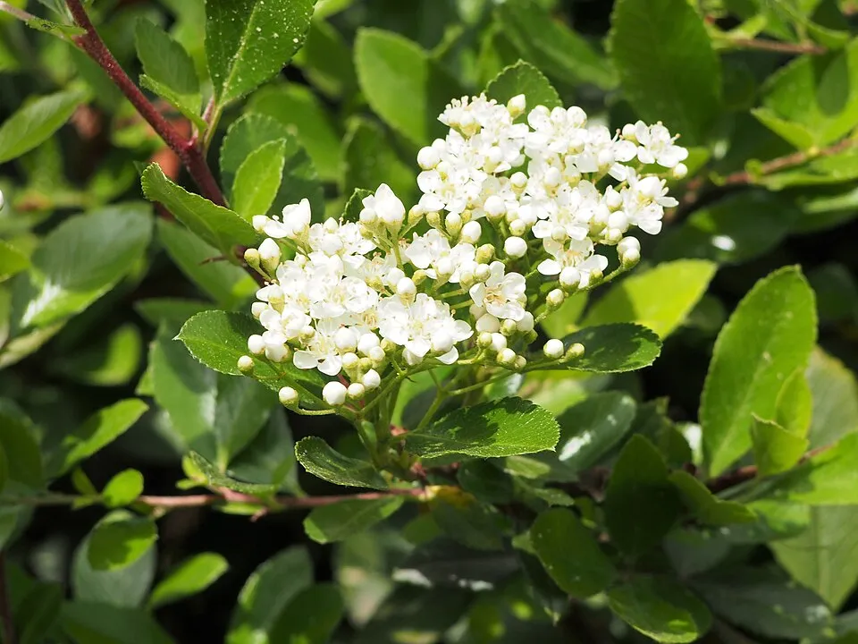 Piros bogyós tűztövis / Pyracantha 'Mohave'