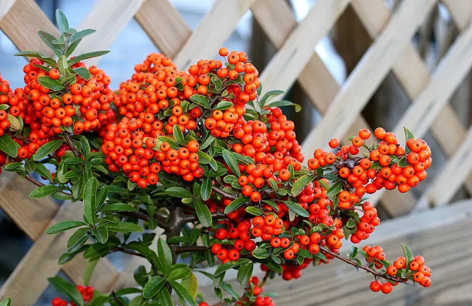 Narancssárga bogyós tűztövis / Pyracantha 'Orange Glow'