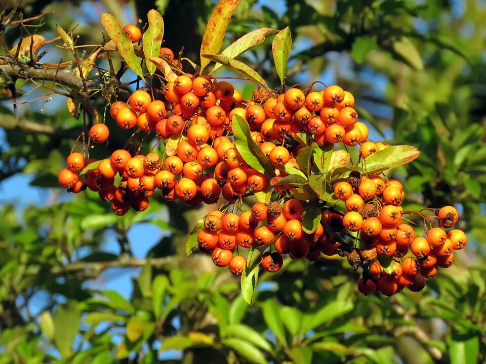 Narancssárga bogyós tűztövis / Pyracantha 'Orange Glow'