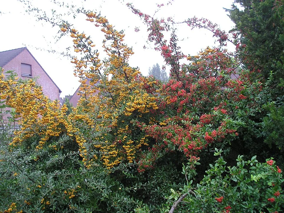 Narancssárga bogyós tűztövis / Pyracantha 'Orange Glow'