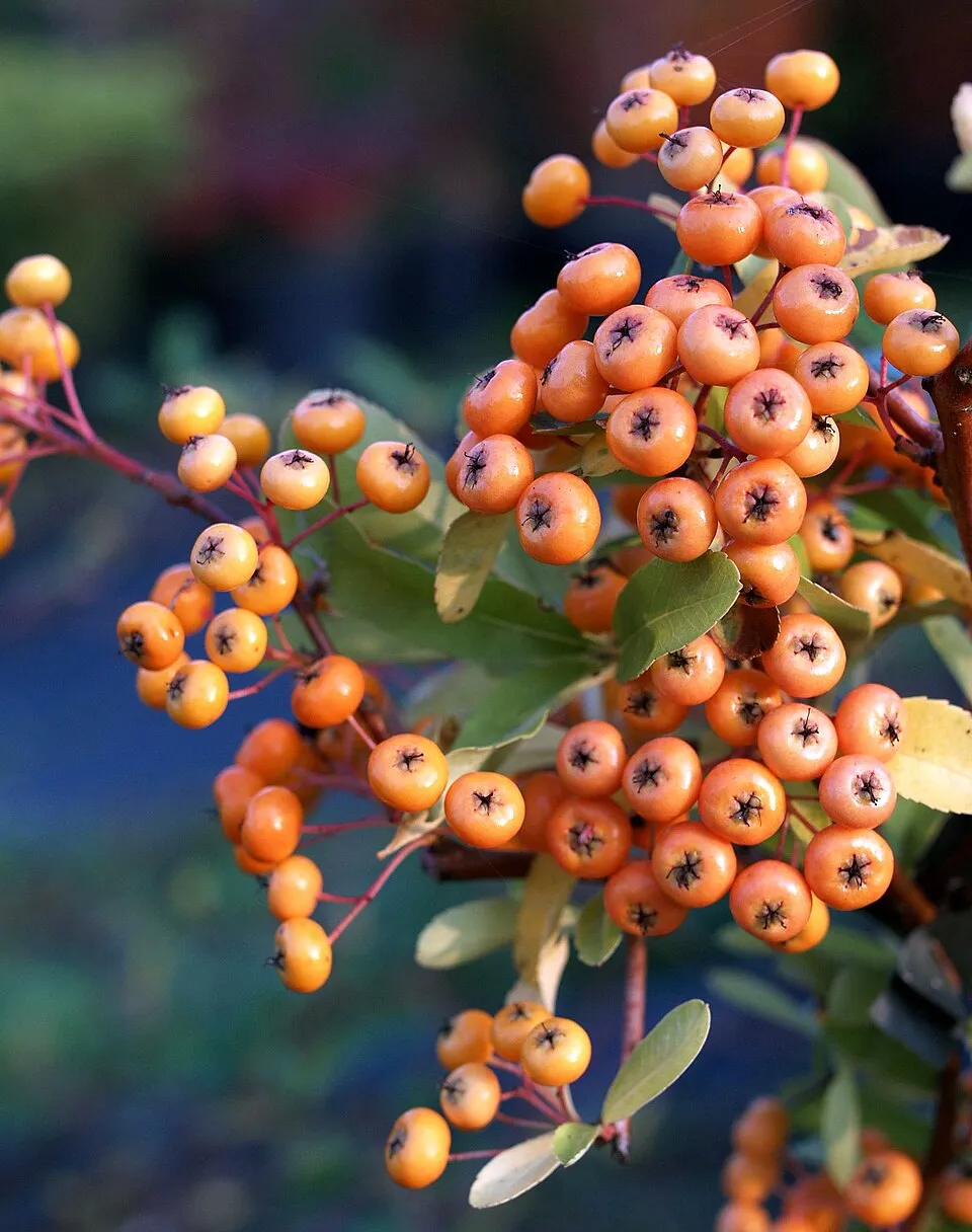 Narancssárga bogyós tűztövis / Pyracantha 'Orange Glow'