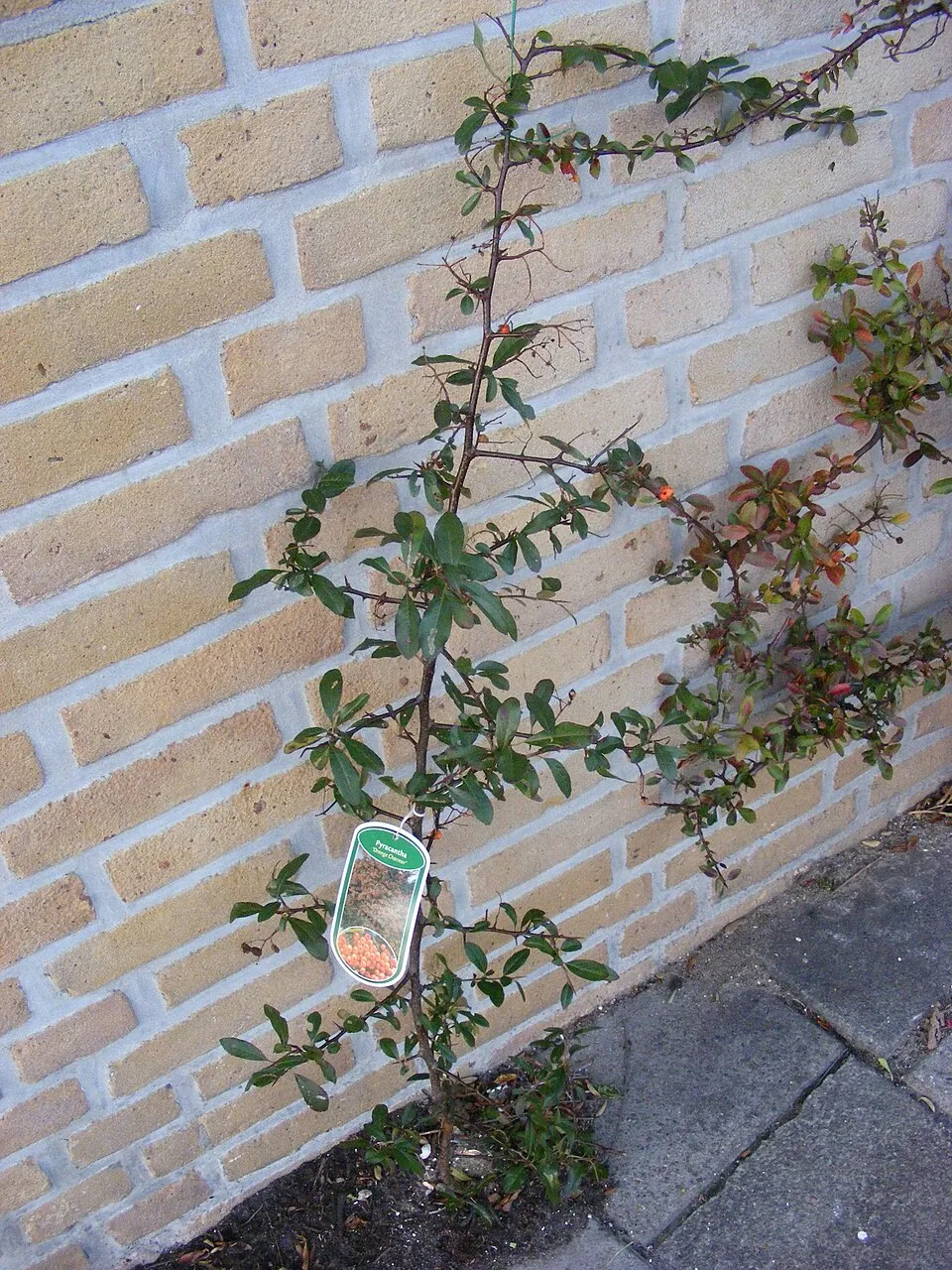 Narancssárga bogyós tűztövis / Pyracantha 'Orange Glow'