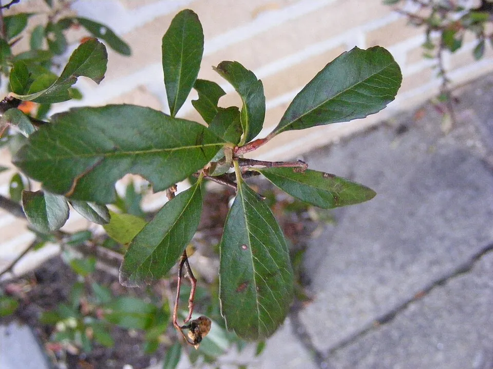 Narancssárga bogyós tűztövis / Pyracantha 'Orange Glow'