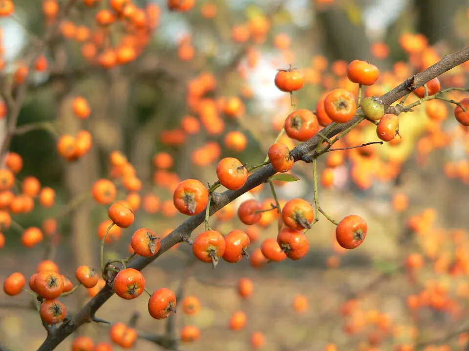 Narancssárga bogyós tűztövis / Pyracantha 'Orange Glow'