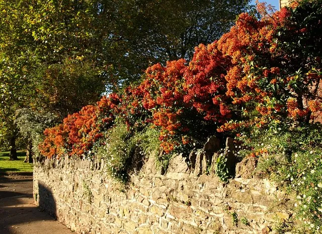 Narancssárga bogyós tűztövis / Pyracantha 'Orange Glow'