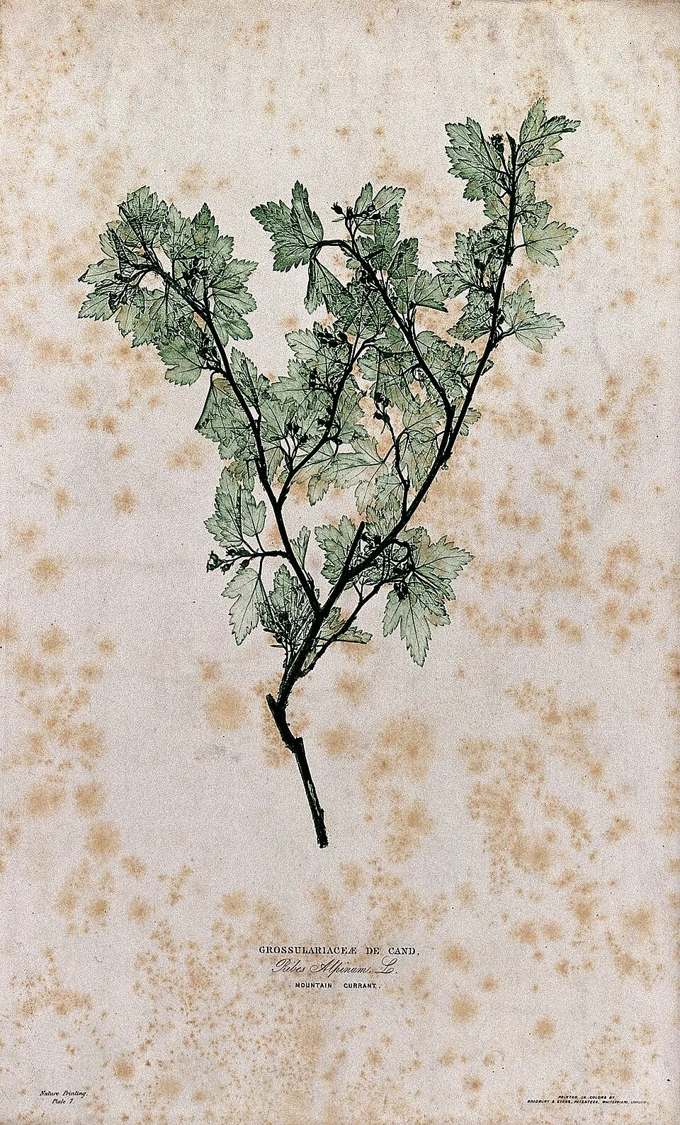 Havasi ribiszke / Ribes alpinum 'Schmidt'