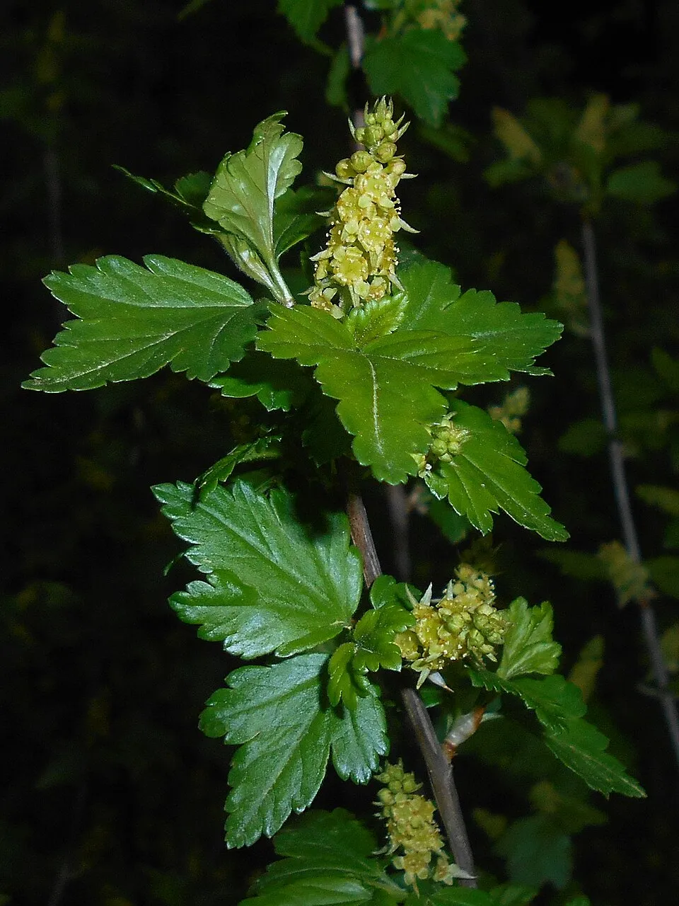 Havasi ribiszke / Ribes alpinum 'Schmidt'