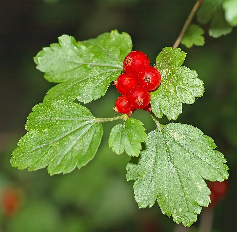 Havasi ribiszke / Ribes alpinum 'Schmidt'