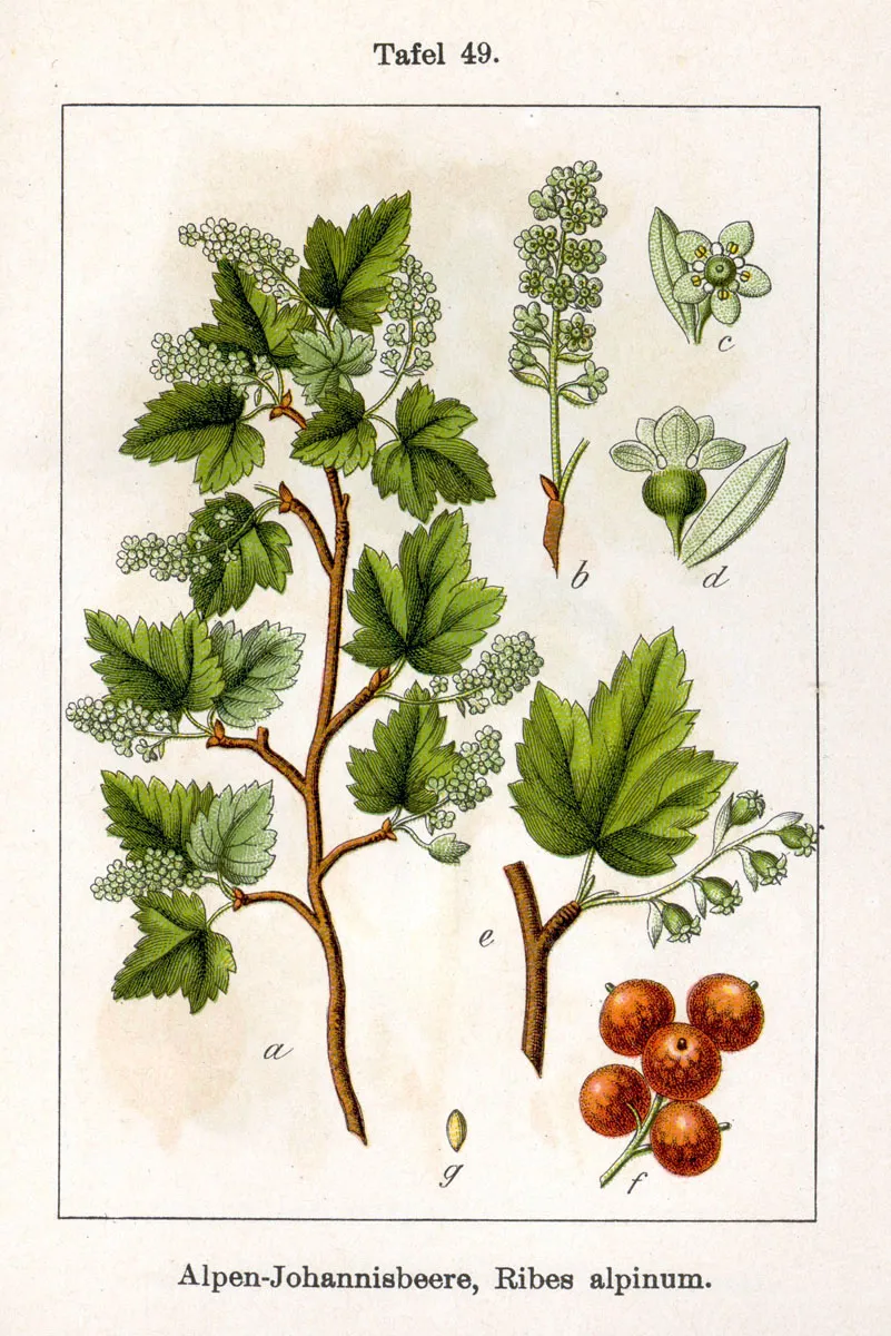Havasi ribiszke / Ribes alpinum 'Schmidt'