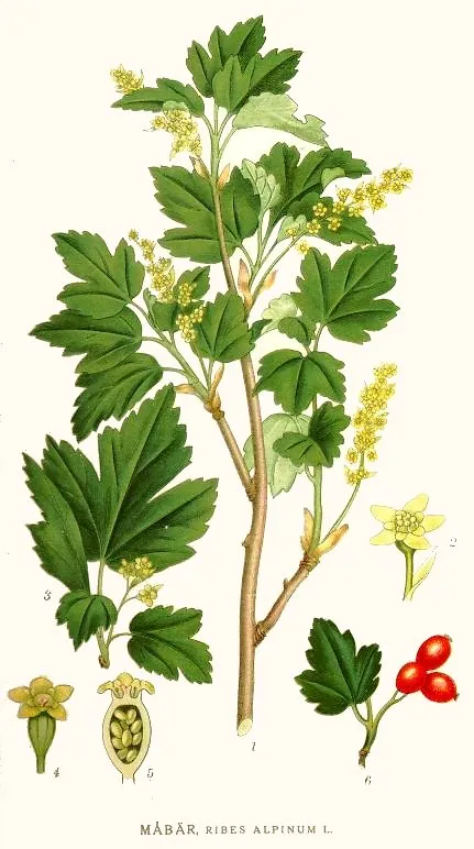 Havasi ribiszke / Ribes alpinum 'Schmidt'
