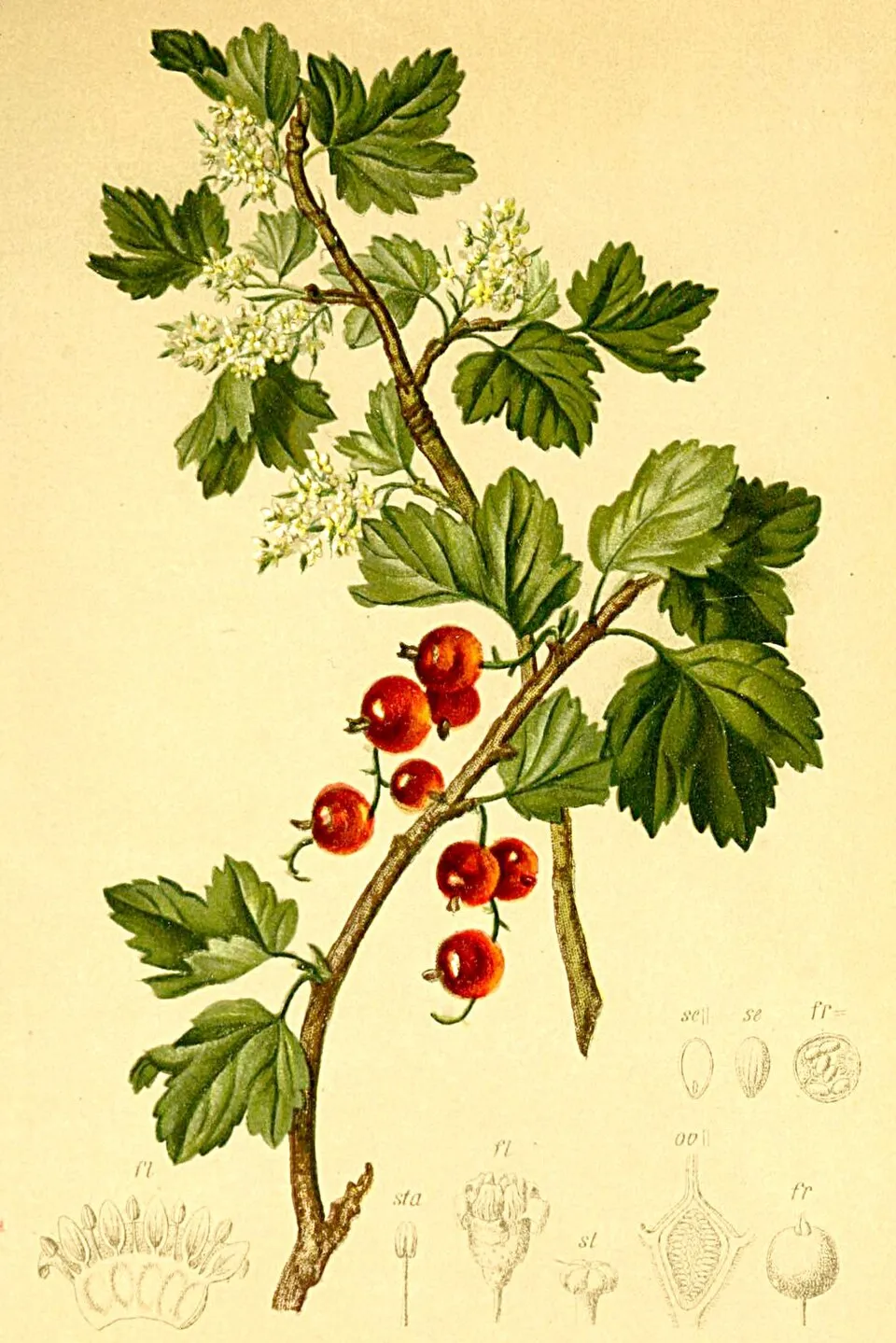 Havasi ribiszke / Ribes alpinum 'Schmidt'
