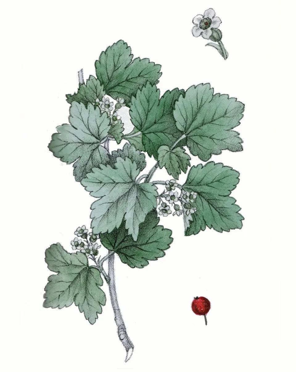 Havasi ribiszke / Ribes alpinum 'Schmidt'