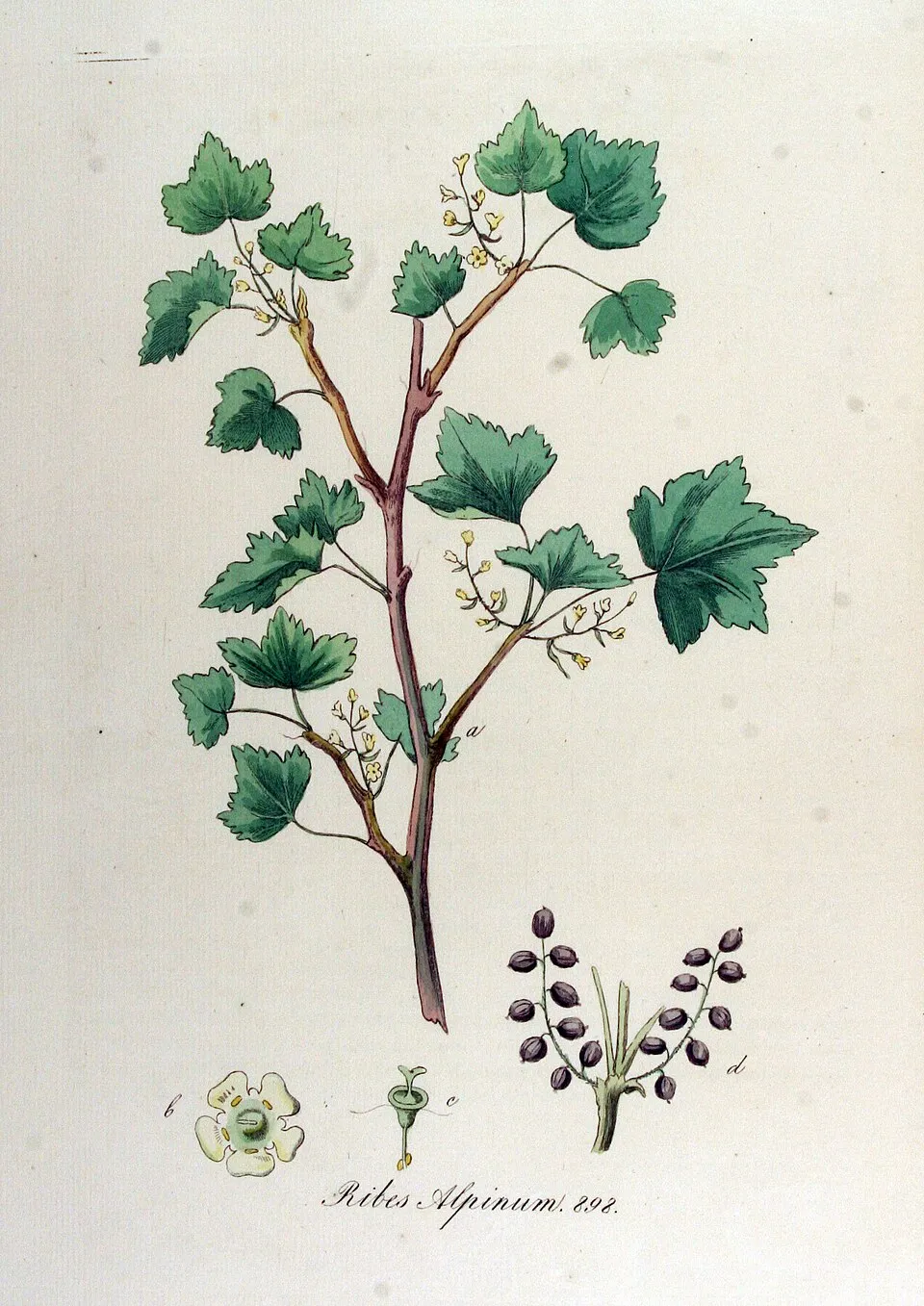 Havasi ribiszke / Ribes alpinum 'Schmidt'