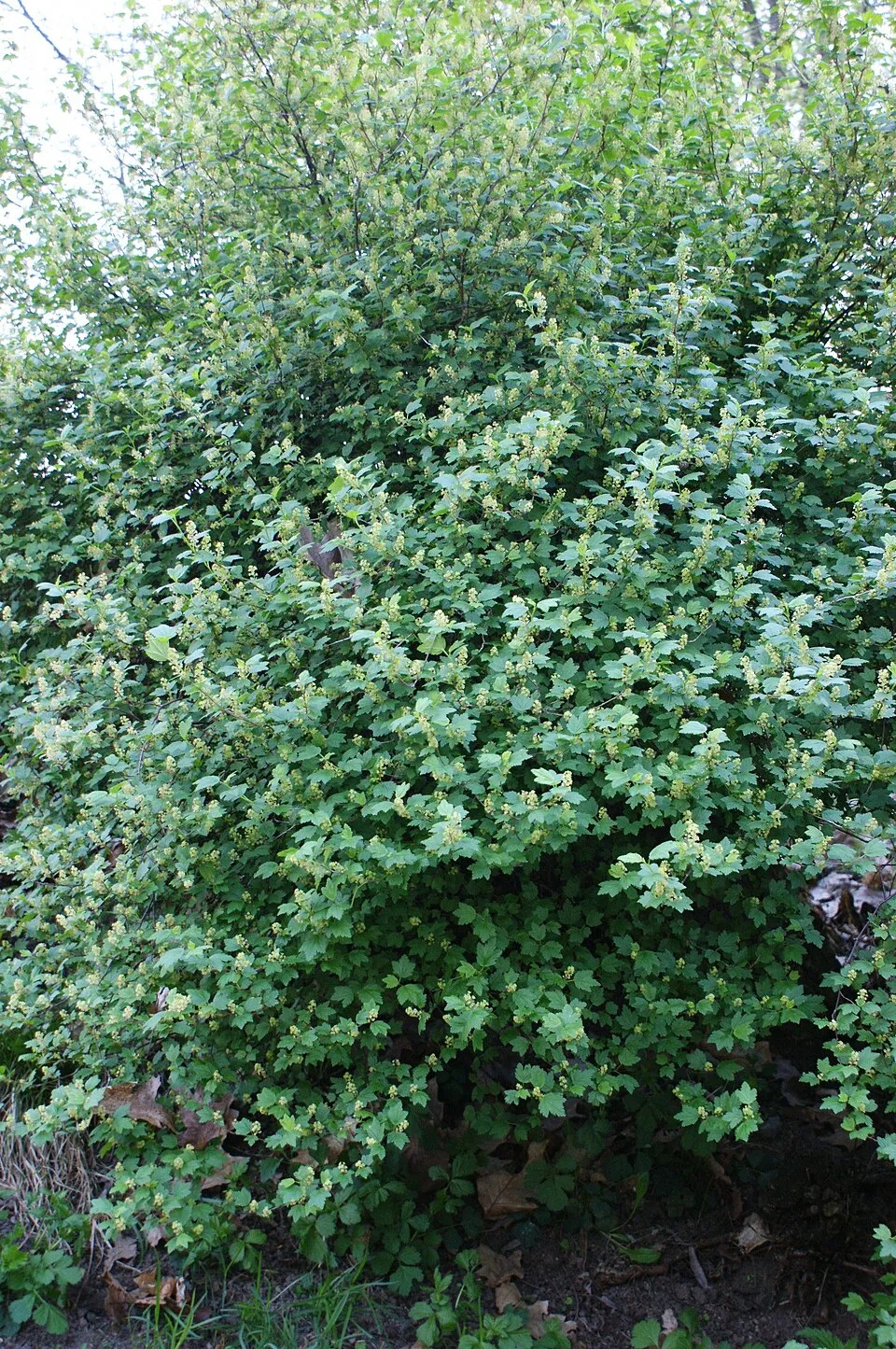 Havasi ribiszke / Ribes alpinum 'Schmidt'
