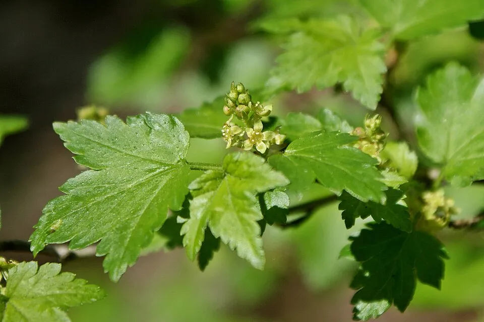 Havasi ribiszke / Ribes alpinum 'Schmidt'