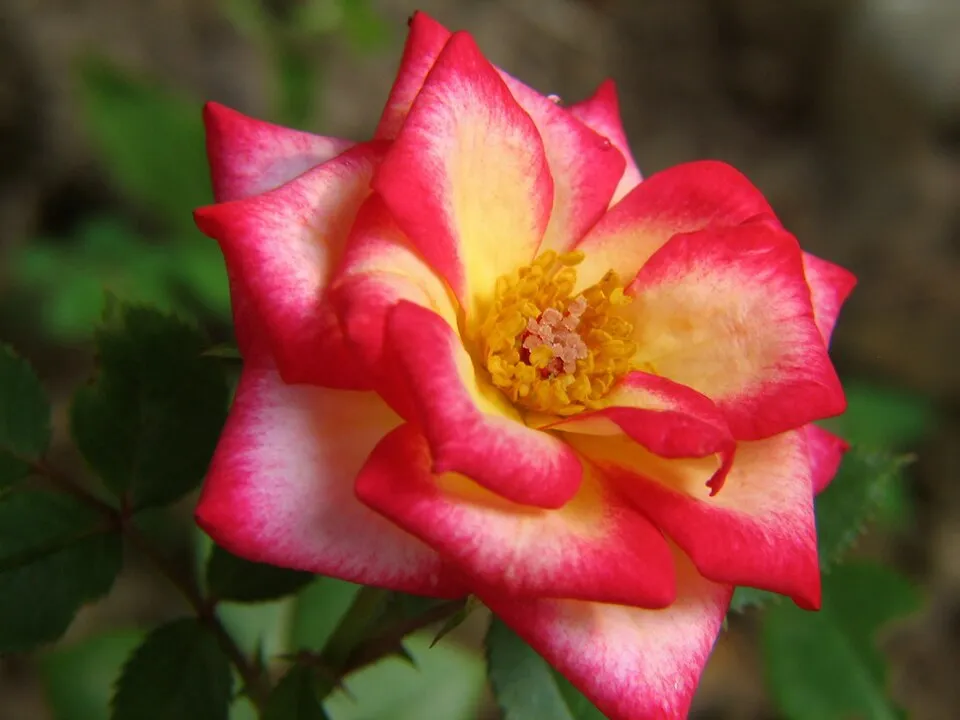 Piros virágú mini rózsa / Rosa miniature 'Red'