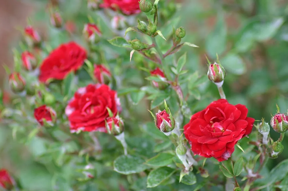 Piros virágú mini rózsa / Rosa miniature 'Red'