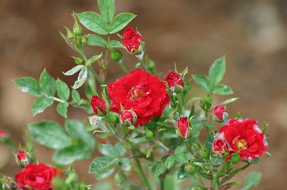 Piros virágú mini rózsa / Rosa miniature 'Red'