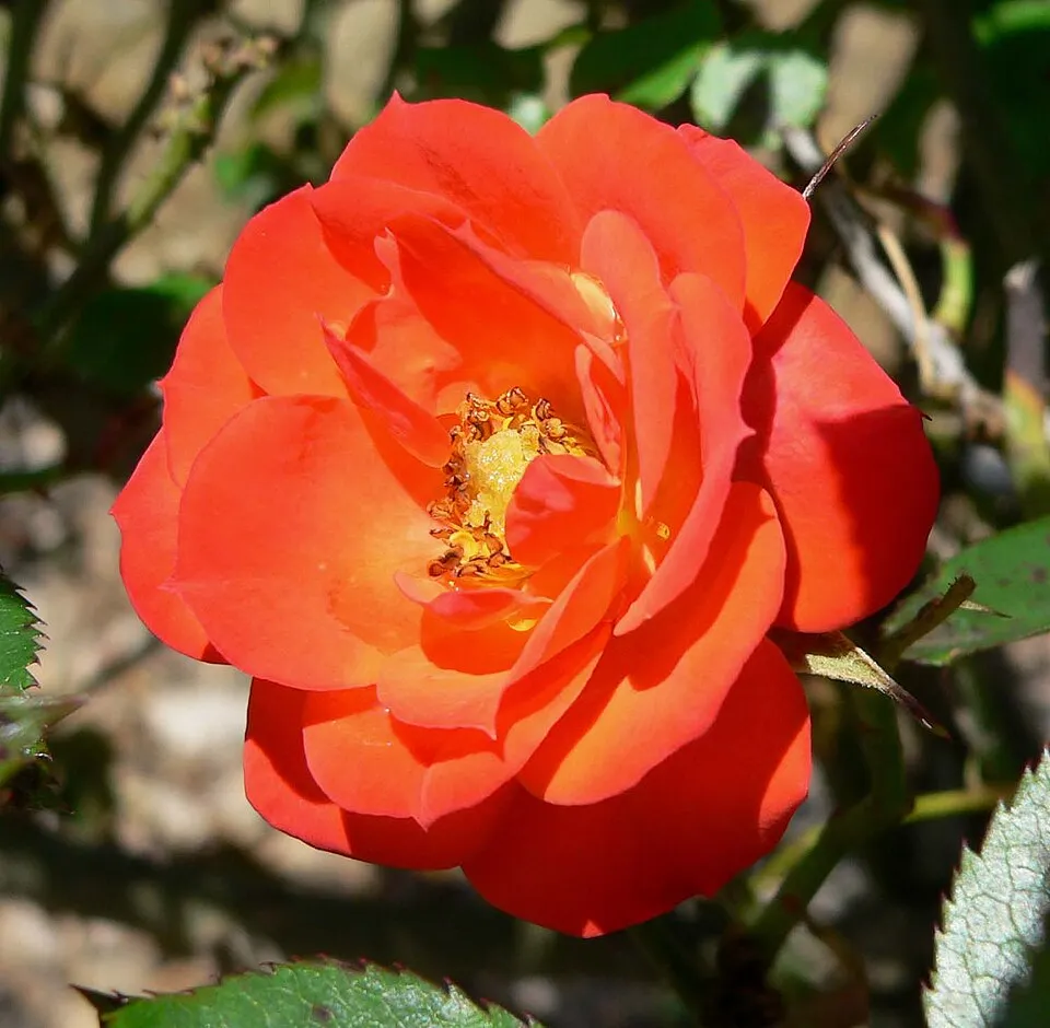Piros virágú mini rózsa / Rosa miniature 'Red'