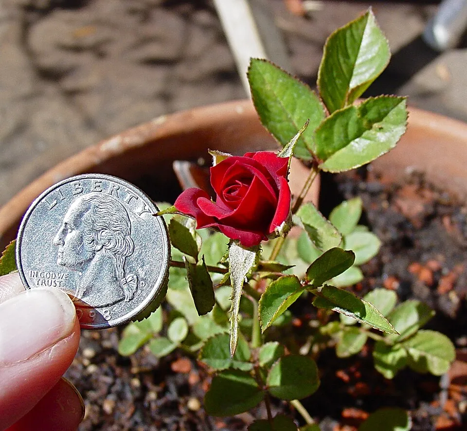 Piros virágú mini rózsa / Rosa miniature 'Red'