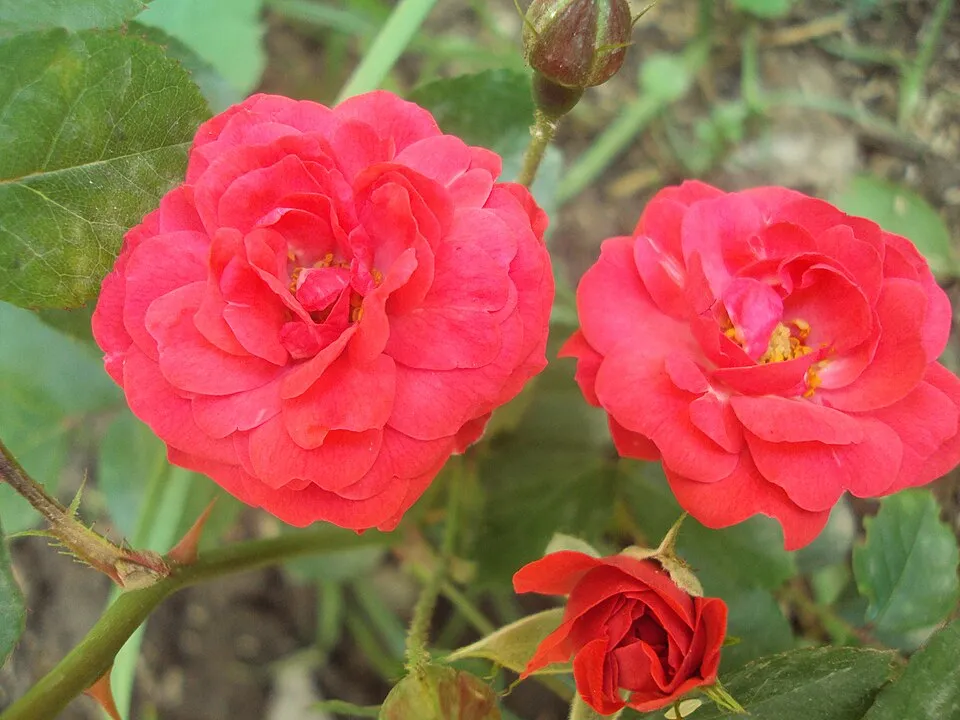 Piros virágú mini rózsa / Rosa miniature 'Red'