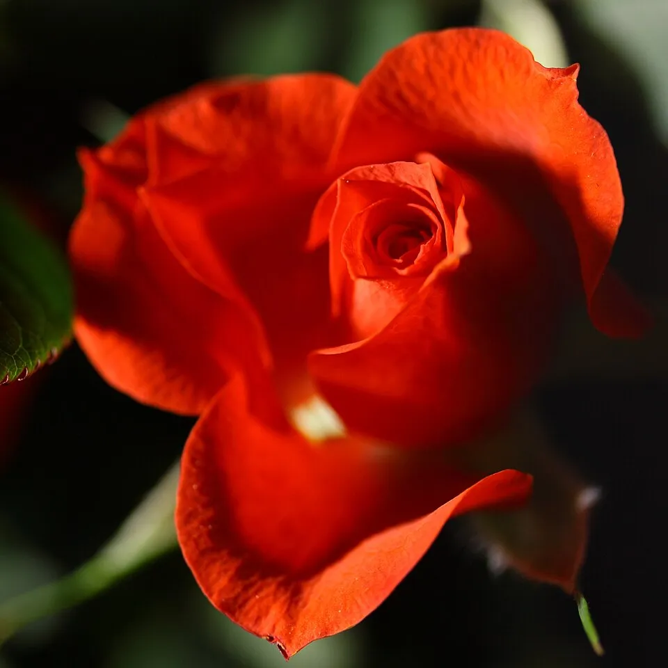 Piros virágú mini rózsa / Rosa miniature 'Red'