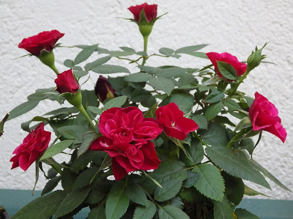 Piros virágú mini rózsa / Rosa miniature 'Red'