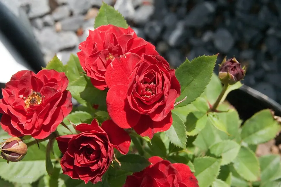Piros virágú mini rózsa / Rosa miniature 'Red'