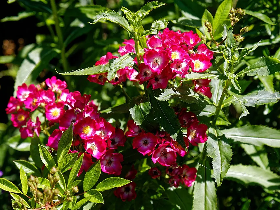 Piros virágú mini rózsa / Rosa miniature 'Red'