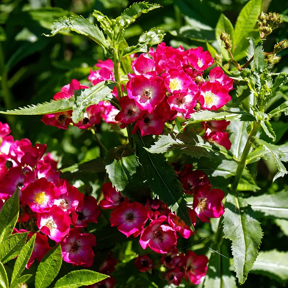 Piros virágú mini rózsa / Rosa miniature 'Red'