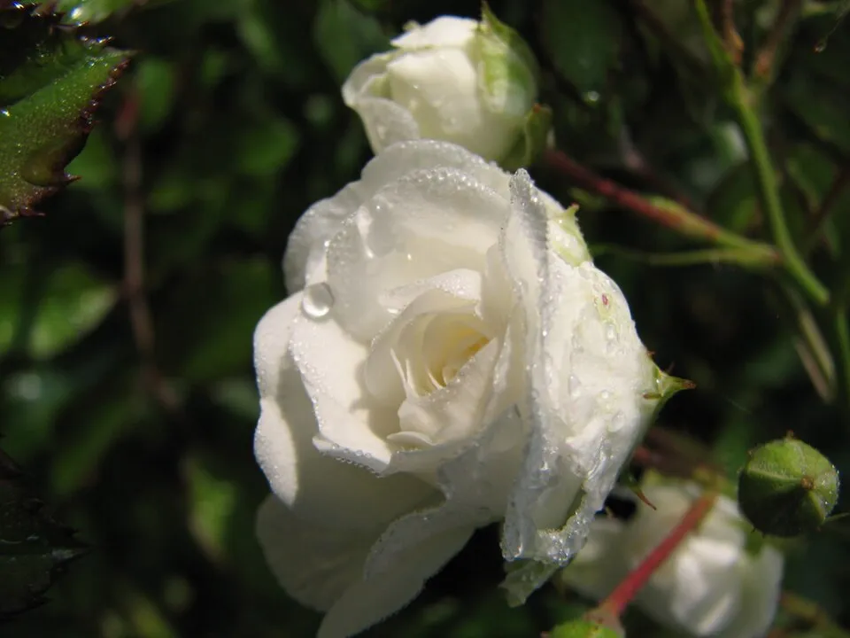 Citrom-narancssárga-rózsaszín virágú mini rózsa / Rosa miniature 'Tricolor'