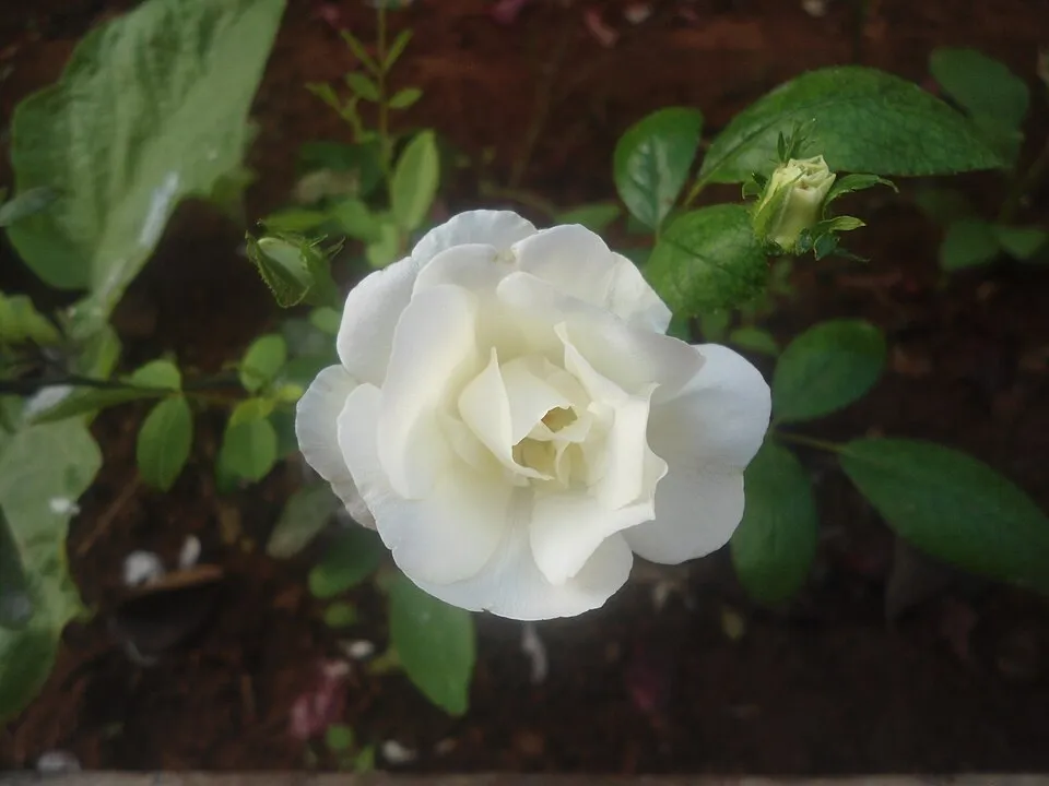 Citrom-narancssárga-rózsaszín virágú mini rózsa / Rosa miniature 'Tricolor'