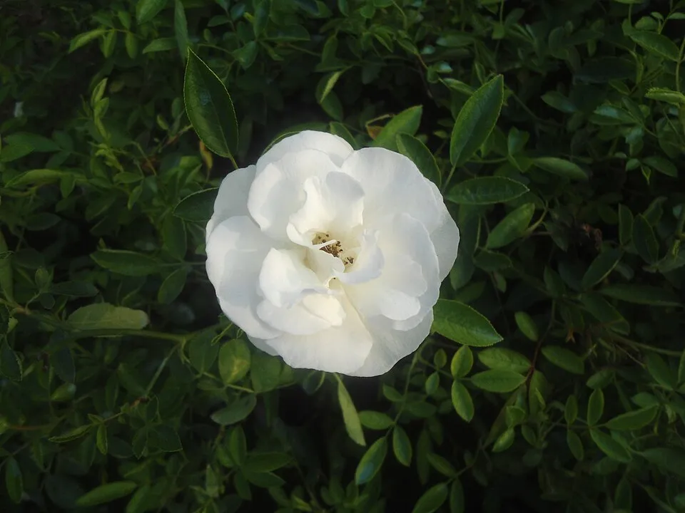 Citrom-narancssárga-rózsaszín virágú mini rózsa / Rosa miniature 'Tricolor'