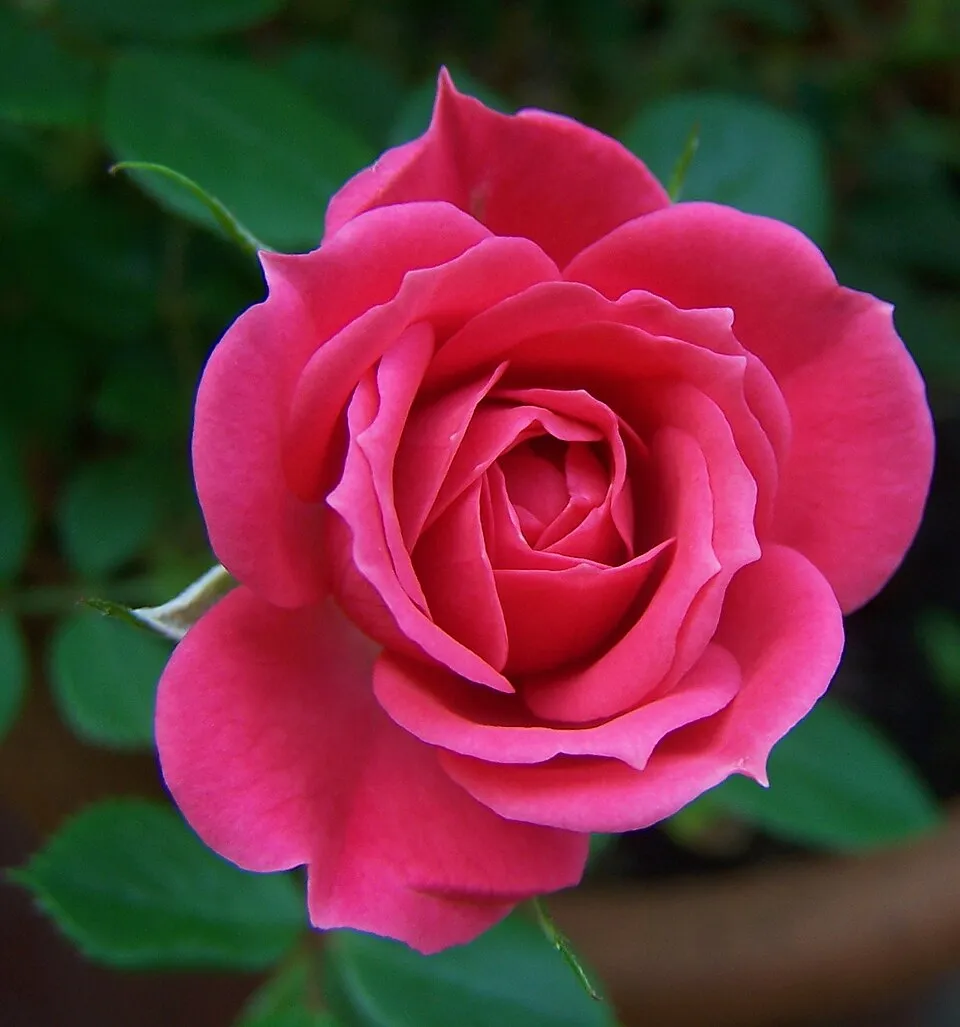Citrom-narancssárga-rózsaszín virágú mini rózsa / Rosa miniature 'Tricolor'