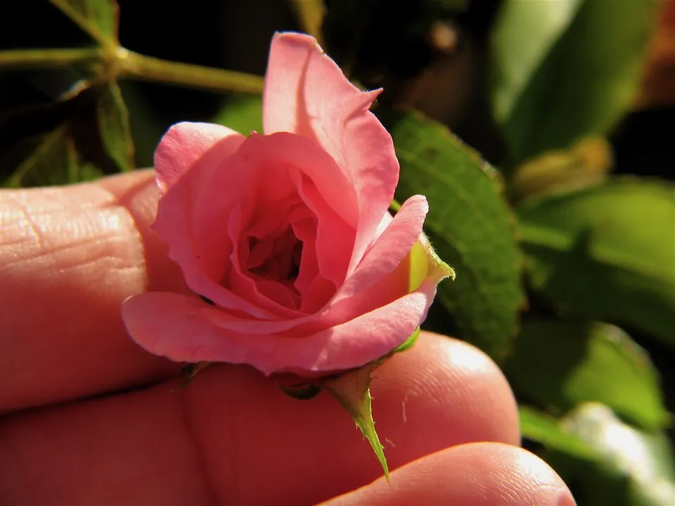Citrom-narancssárga-rózsaszín virágú mini rózsa / Rosa miniature 'Tricolor'