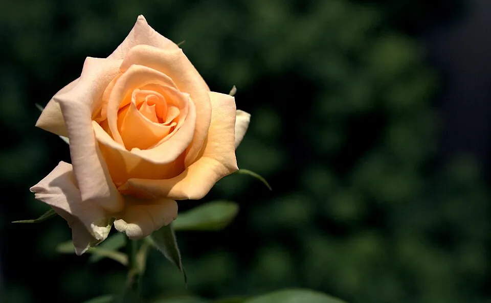 Citrom-narancssárga-rózsaszín virágú mini rózsa / Rosa miniature 'Tricolor'