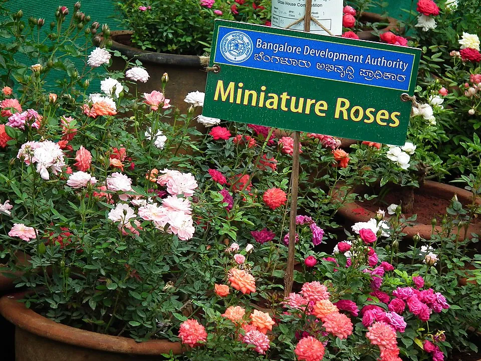 Citrom-narancssárga-rózsaszín virágú mini rózsa / Rosa miniature 'Tricolor'
