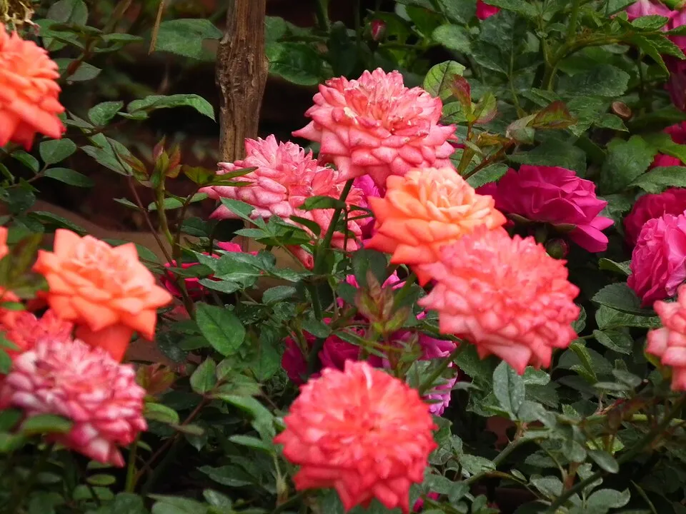 Citrom-narancssárga-rózsaszín virágú mini rózsa / Rosa miniature 'Tricolor'