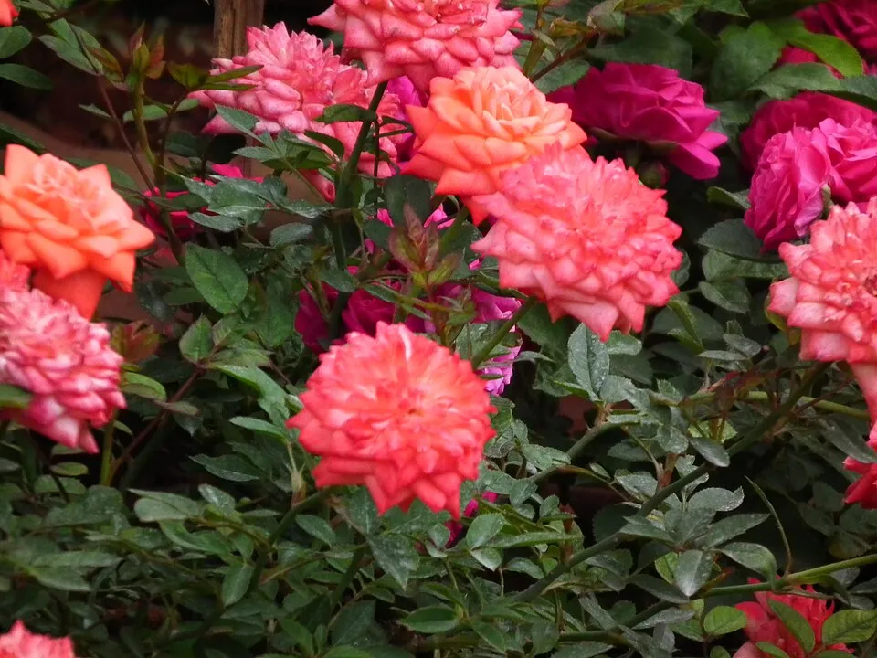 Citrom-narancssárga-rózsaszín virágú mini rózsa / Rosa miniature 'Tricolor'