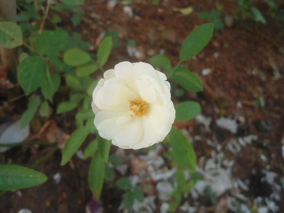 Citrom-narancssárga-rózsaszín virágú mini rózsa / Rosa miniature 'Tricolor'