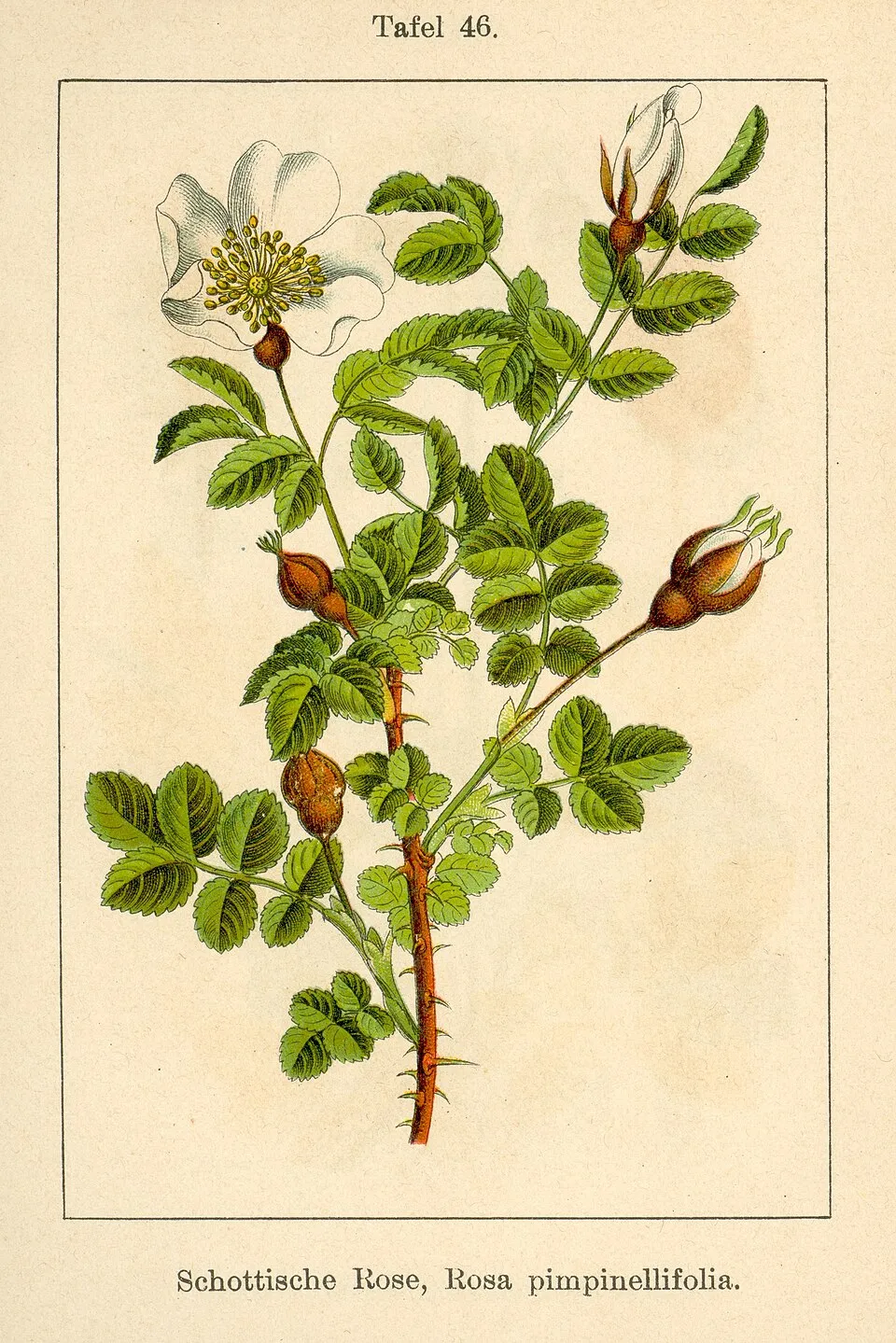 Jajrózsa / Rosa pimpinellifolia